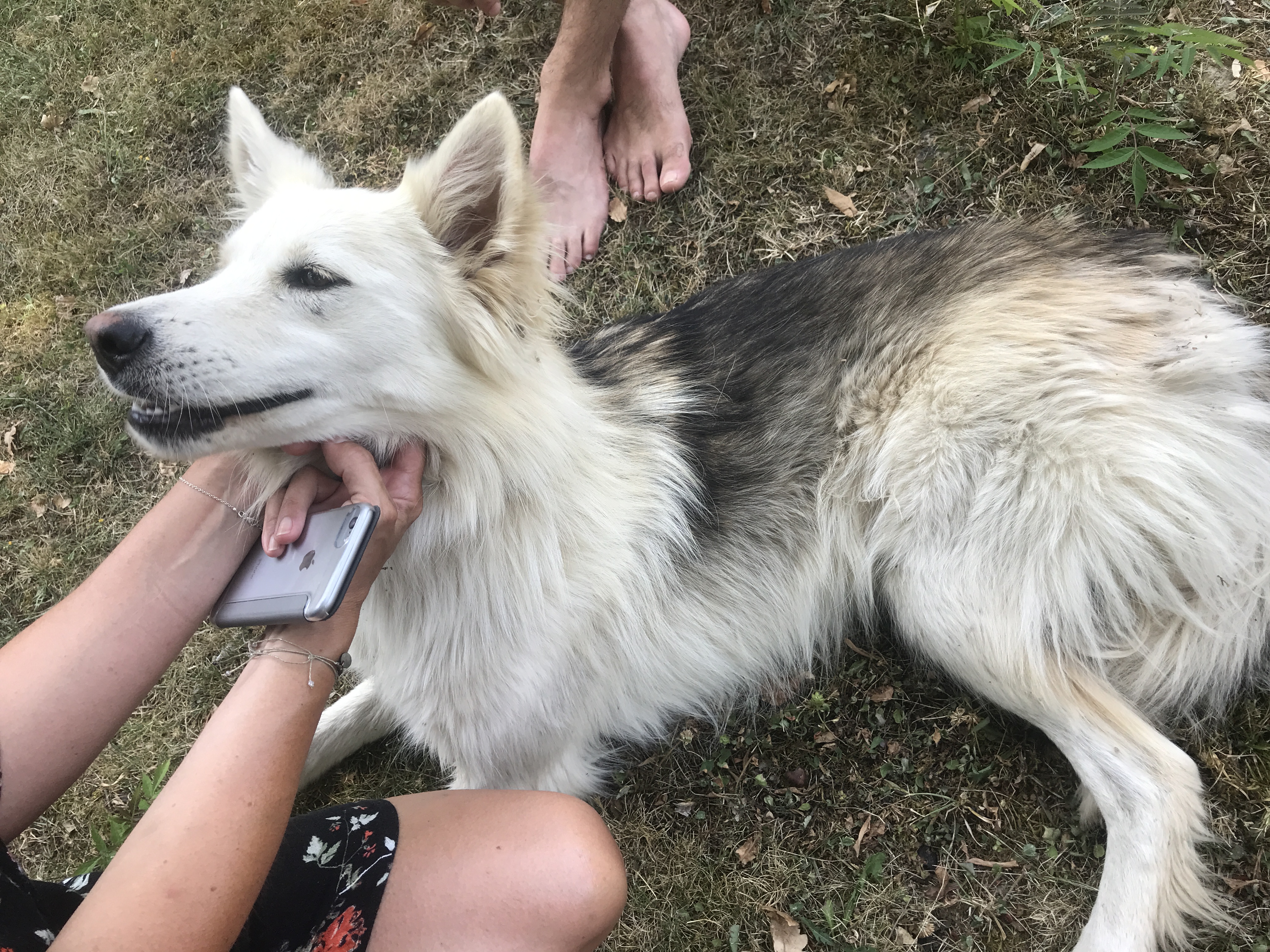 Chien trouvé à Tamniès